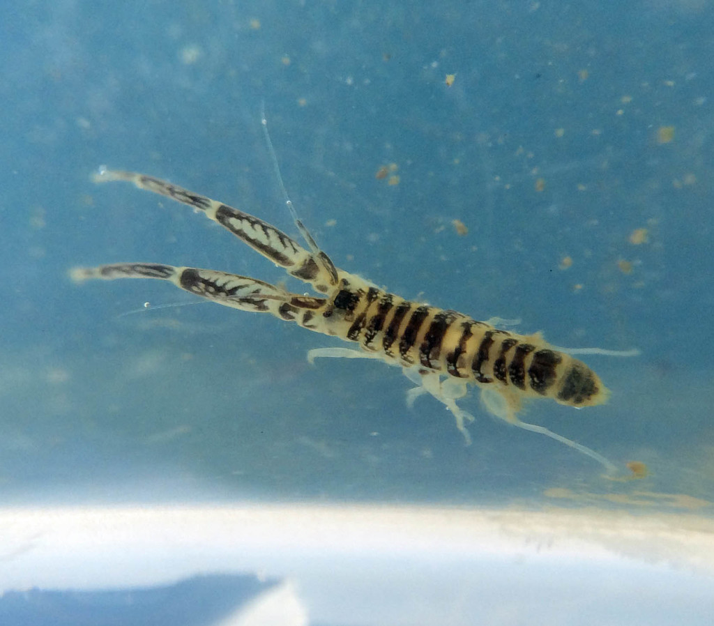 Corophiidae