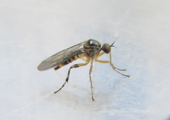 Ocydromiinae