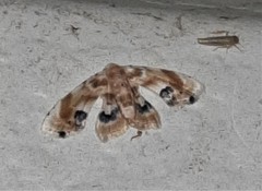 Holocryptis phasianura