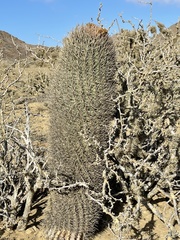 Ferocactus chrysacanthus