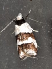 Eulechria triferella