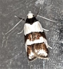 Eulechria triferella