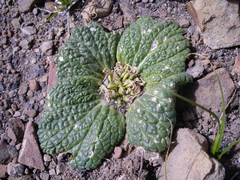 Scrophularia wattii