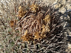 Ferocactus chrysacanthus