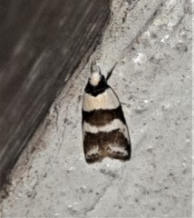 Eulechria triferella