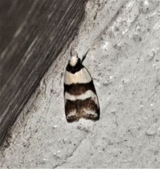 Eulechria triferella