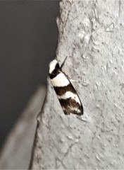 Eulechria triferella