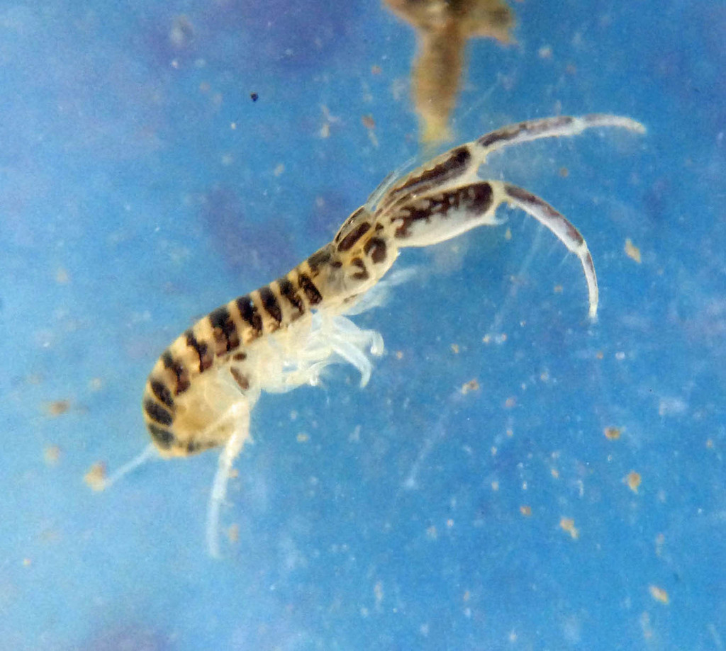 Corophium