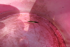 Limnoporus rufoscutellatus