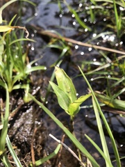 Commelina diffusa diffusa