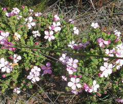 Acmadenia tetragona