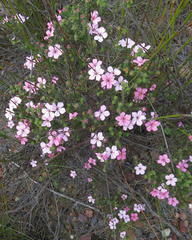 Acmadenia tetragona