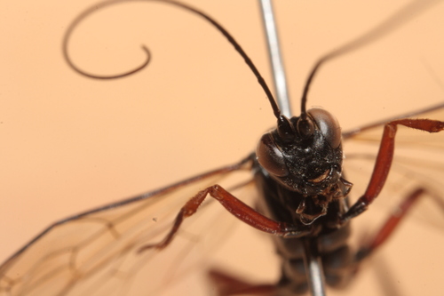 Cryptus armator