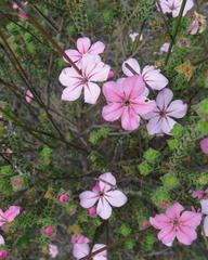 Acmadenia tetragona