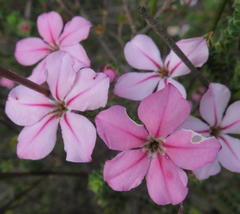 Acmadenia tetragona