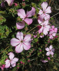 Acmadenia tetragona