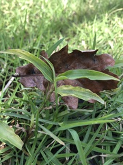 Commelina diffusa diffusa