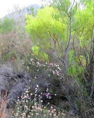 Acmadenia tetragona