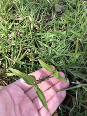 Commelina diffusa diffusa