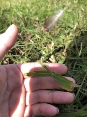 Commelina diffusa diffusa