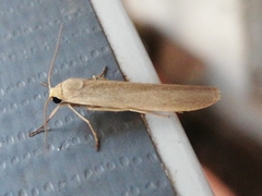 Eilema marcida