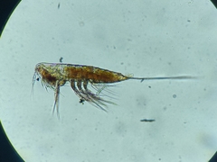 Microsetella norvegica