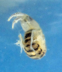 Corophiinae