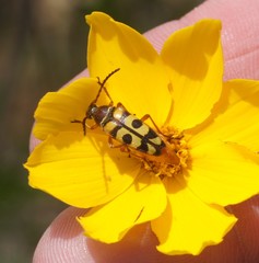 Typocerus sinuatus
