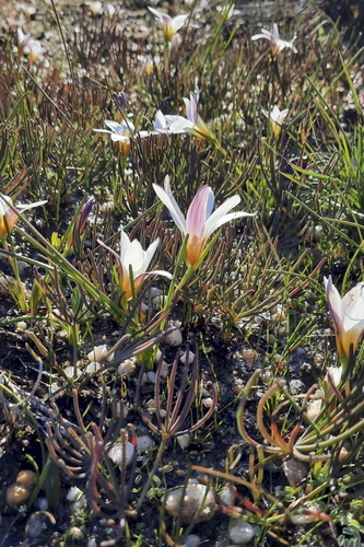 Image of Romulea toximontana by (c) Karen Eichholz, some rights reserved (CC BY)