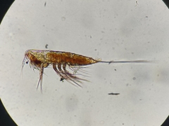 Microsetella norvegica