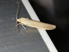 Eilema marcida