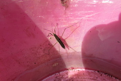 Limnoporus rufoscutellatus