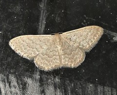 Idaea eretmopus
