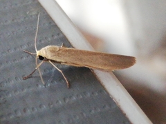 Eilema marcida