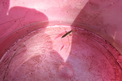 Limnoporus rufoscutellatus