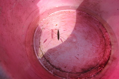 Limnoporus rufoscutellatus