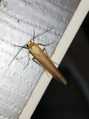 Eilema marcida
