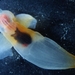 Naked Sea Butterfly - Photo (c) Nazarov Lev, some rights reserved (CC BY-NC), uploaded by Nazarov Lev