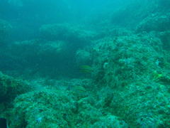 Pomadasys striatus