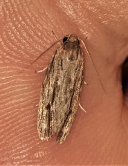 Lichenaula tuberculata