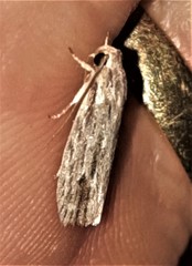 Lichenaula tuberculata