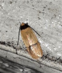 Eulechria hemisphaerica