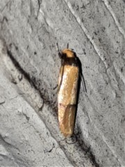 Eulechria hemisphaerica