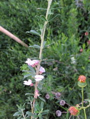 Indigofera flabellata