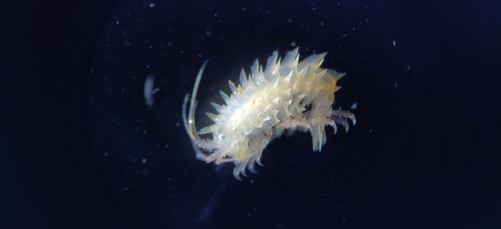 Paramphithoidae