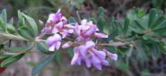 Indigofera flabellata