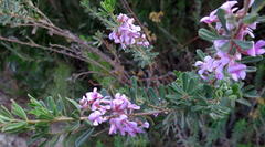 Indigofera flabellata