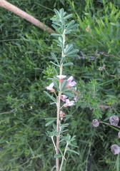 Indigofera flabellata