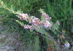 Indigofera flabellata