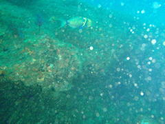 Thalassoma hebraicum